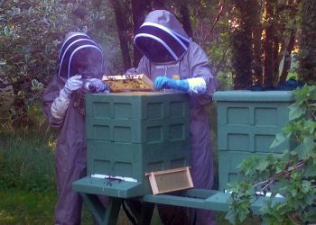 checking hives
